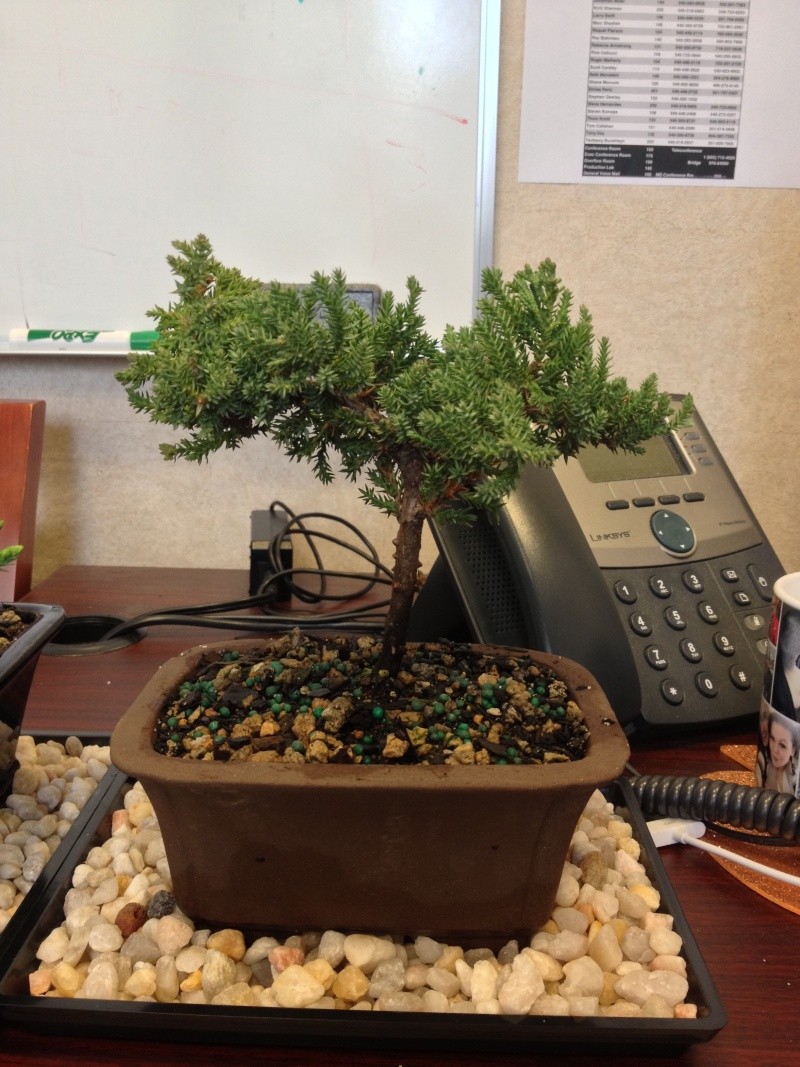 Beginner Juniper (I think) Image_10