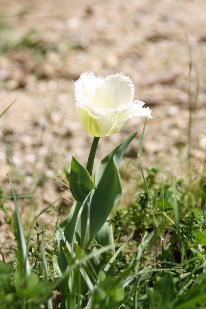 tulipes 2013 - 2014 - Page 3 Img_9912