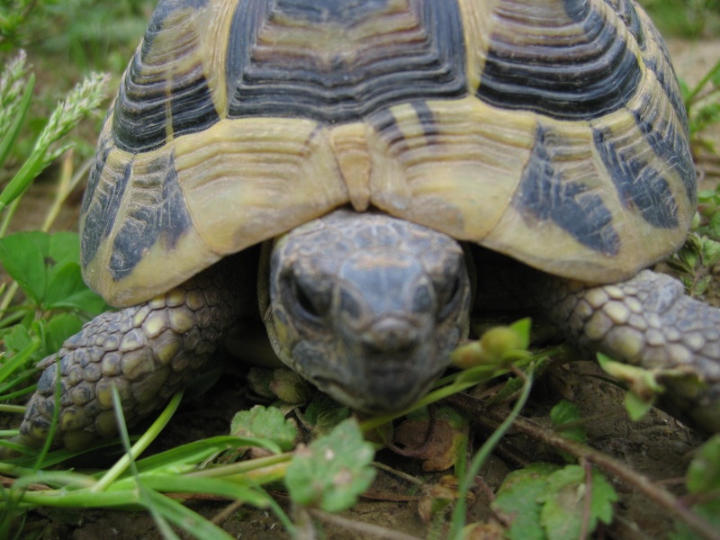 Quel taxon ? Devant10