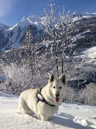 *chat* - Fil sur les animaux domestiques (chiens, chats, oiseaux, etc.) - Page 14 Image_14