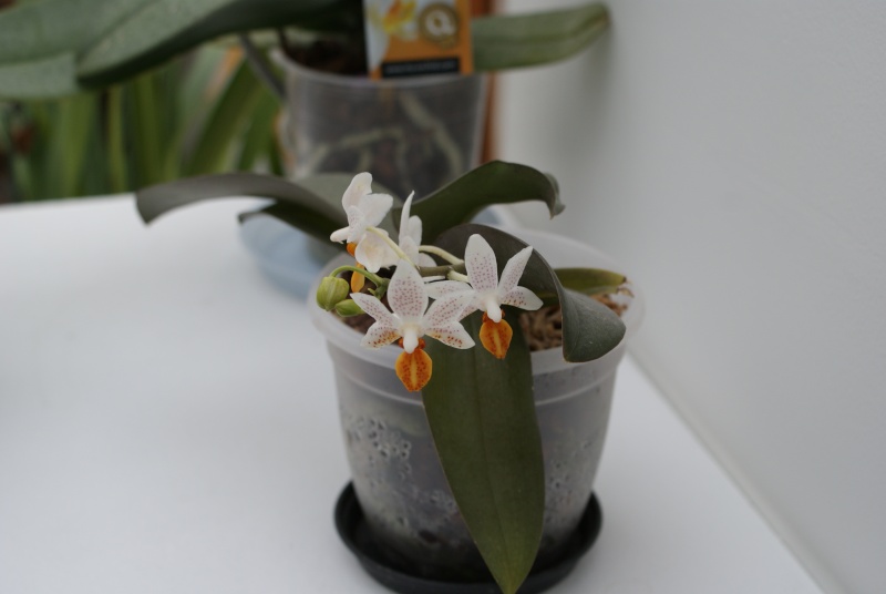 Phalaenopsis Mini Mark Dsc03716