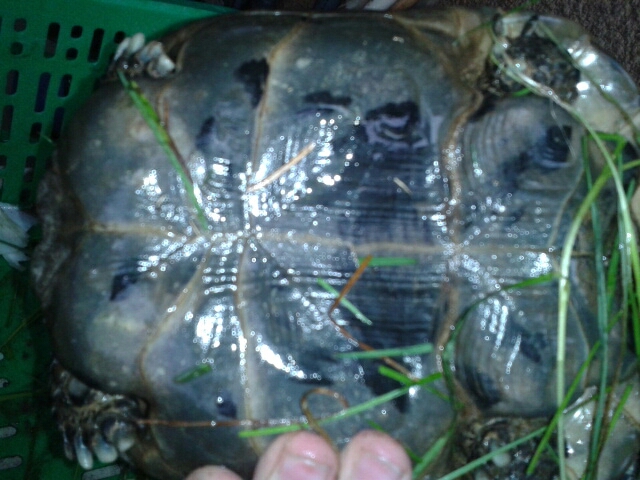 quelle est l'espece de cette tortue? Tortue12