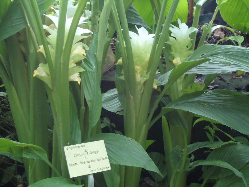 tulipe de Thailande-curcuma Curcum14