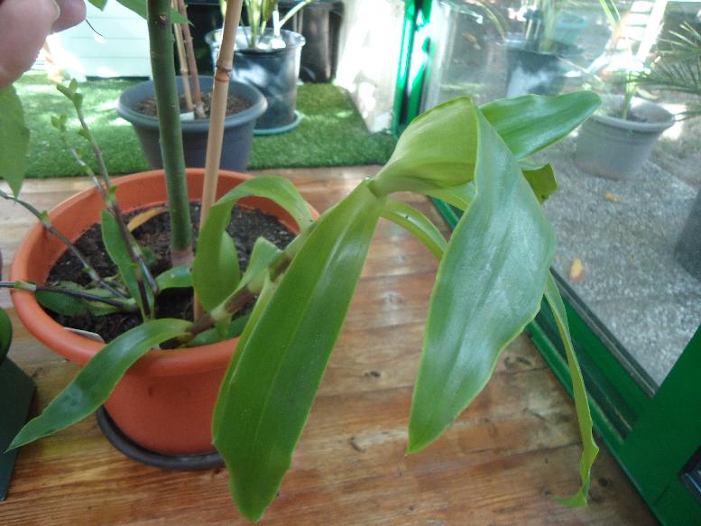Orchidée? Myster10