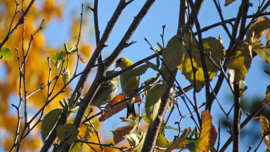 Chardonneret et son bébé Sans_160