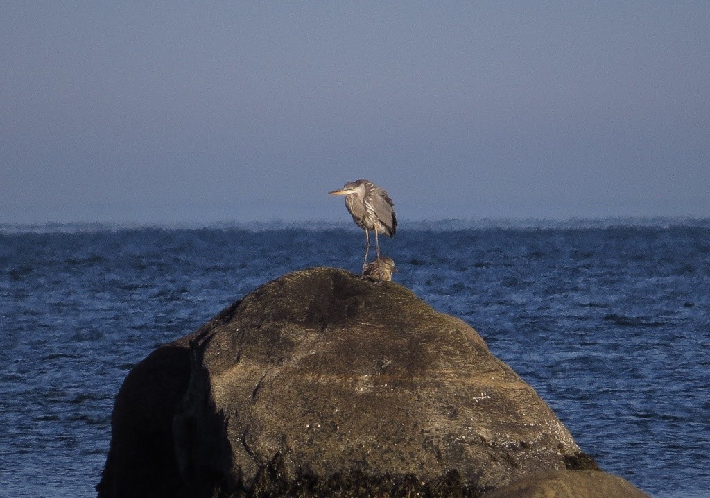 Quel est l'oiseau avec le grand héron ? Sans_187