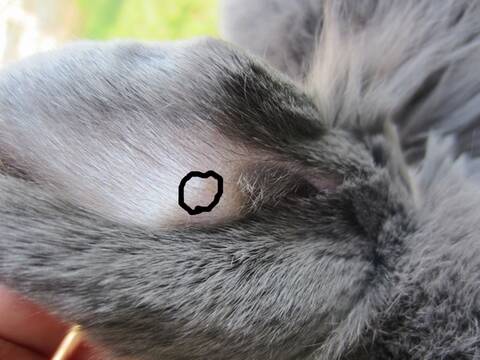 Boutons Oreilles