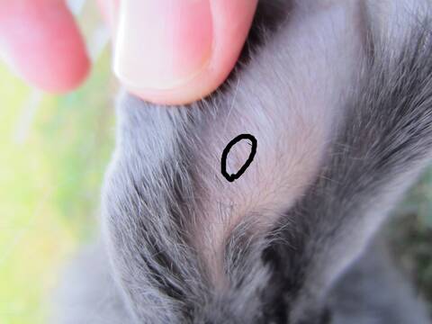 Boutons Oreilles Boutons Oreilles