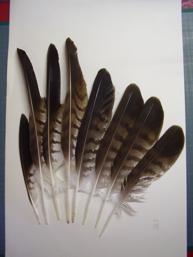 Trouvailles de plumes -été 2013- - Page 6 Plumes10