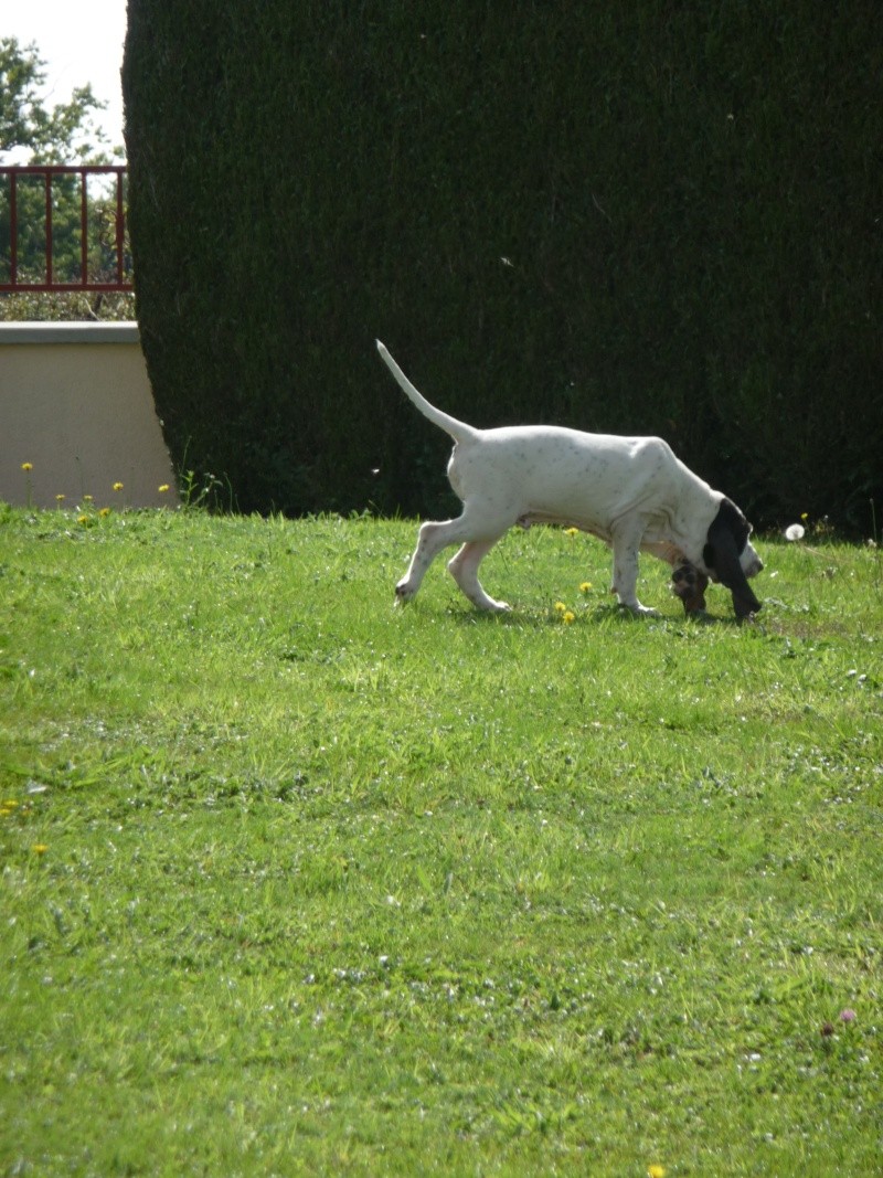 A réserver chiots petits gascons saintongeois P1030412