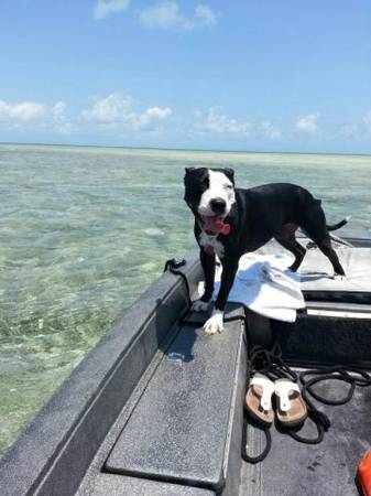 LOST AMERICAN BULLDOG - PIT- HOMESTEAD FL Pit_fl10