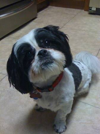  Shih Tzu - female ** Still Lost - Stolen ** (Kendall)  Shihtz10