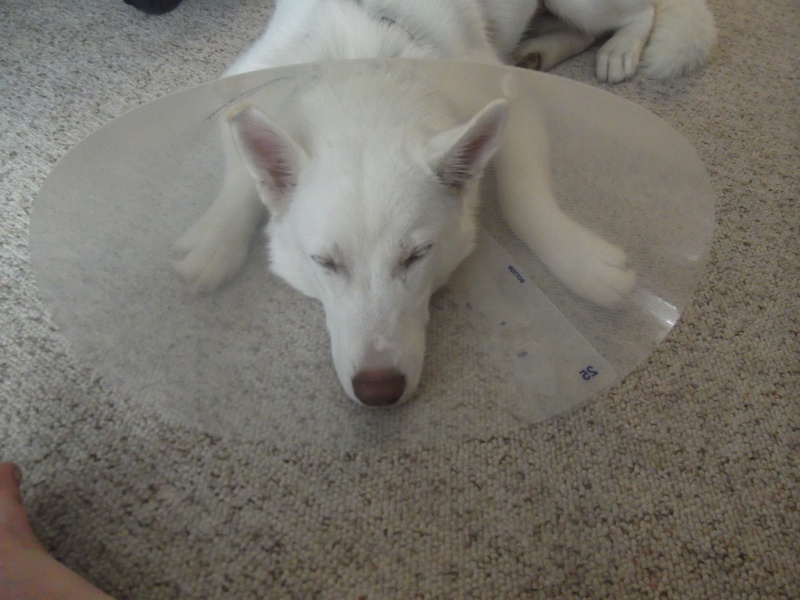 Mishka's Neuter Day (Updated with pictures.) 00510