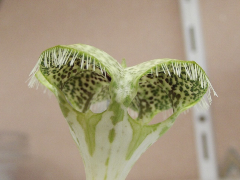 Fleur de céropégia sandersonii 12_01310