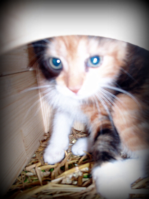ENORA (née le 10/05/2013), chatonne tricolore    Enora_10