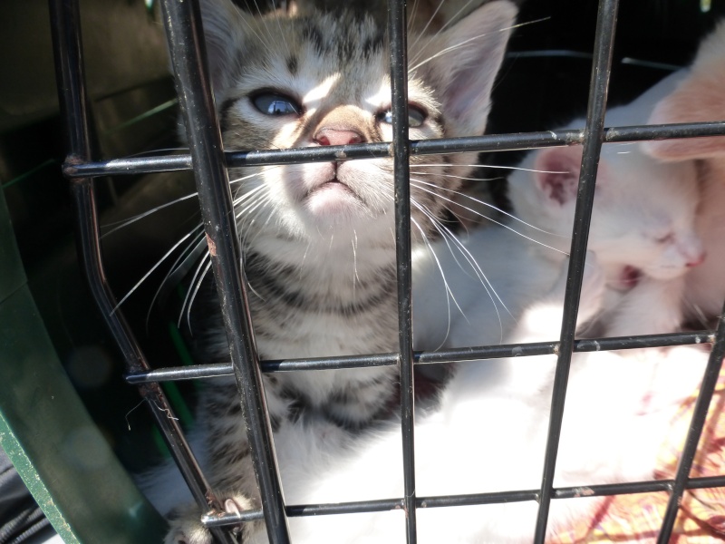 les 5 bébés de la chatte tricolore (a reserver adoptable a leur 2 mois) P1020210