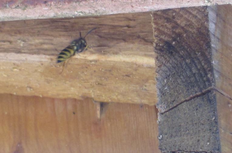 Nid sous toiture dans le grenier Guepe10
