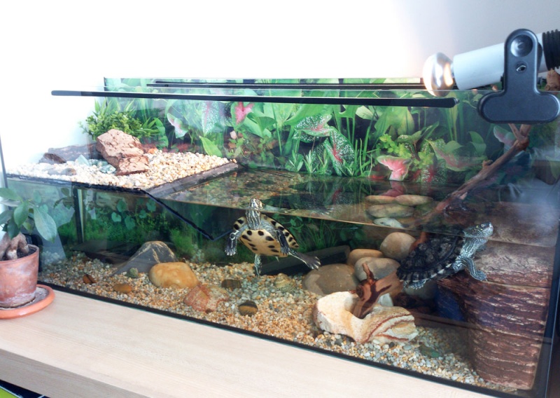 Mon nouvel aquarium  Aquari10