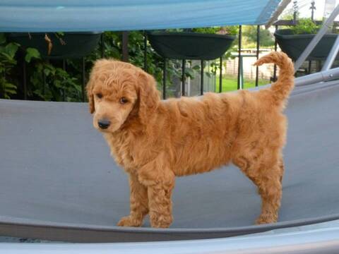 Majesty Caniche Royal Rouge Majesty Caniche Royal Rouge