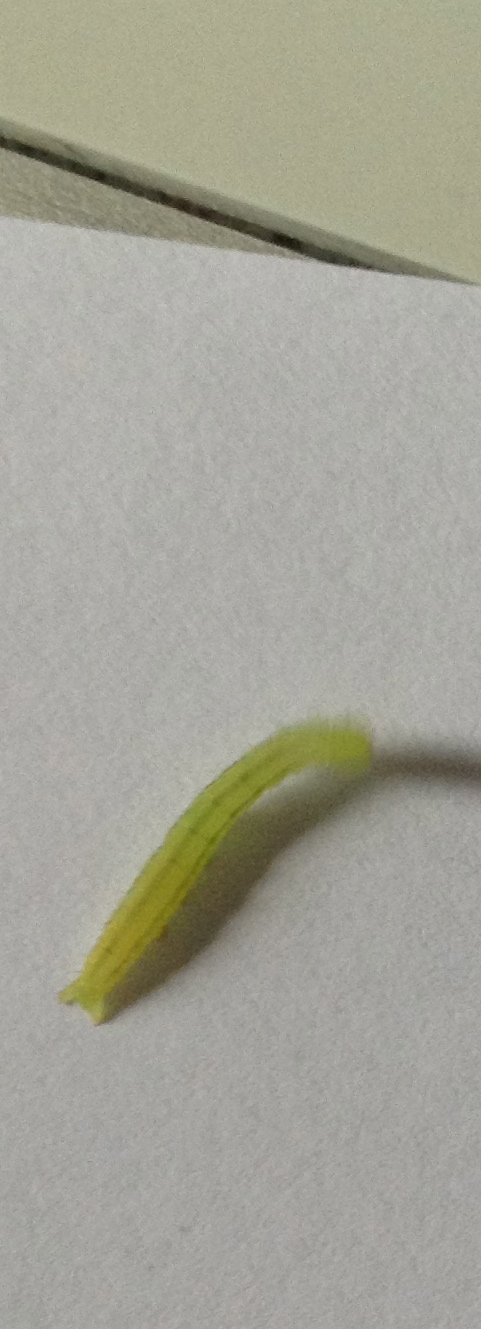identification d'une petite chenille verte Img_0715