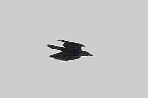 Oiseau de proix qui se fait "chasser" à identifier svp Dsc_0315