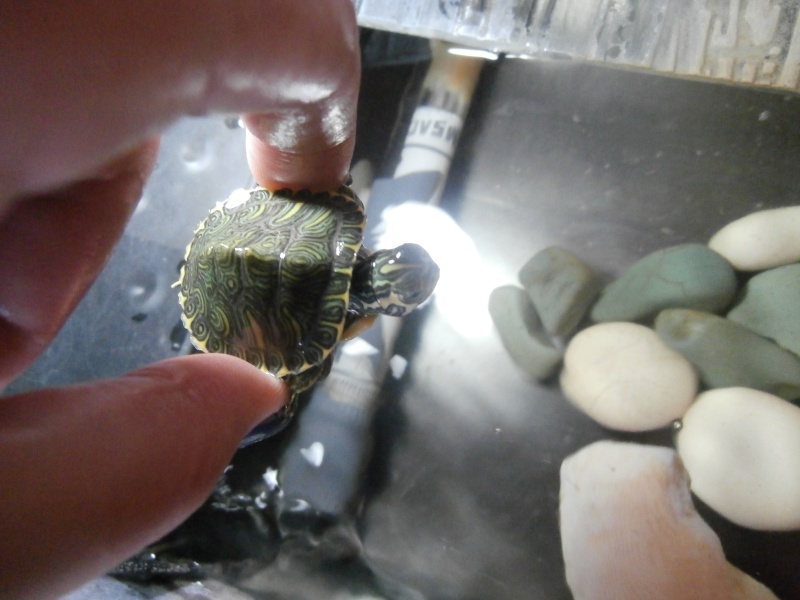Identification de deux tortues  P9020111