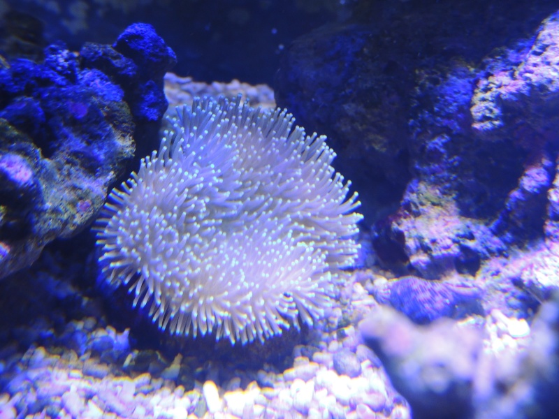 mon 300L eau de mer..... mes coraux Sarcop10