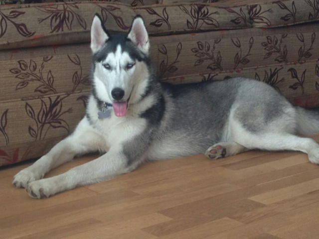 Playmate for my 11 month old male husky 11672013