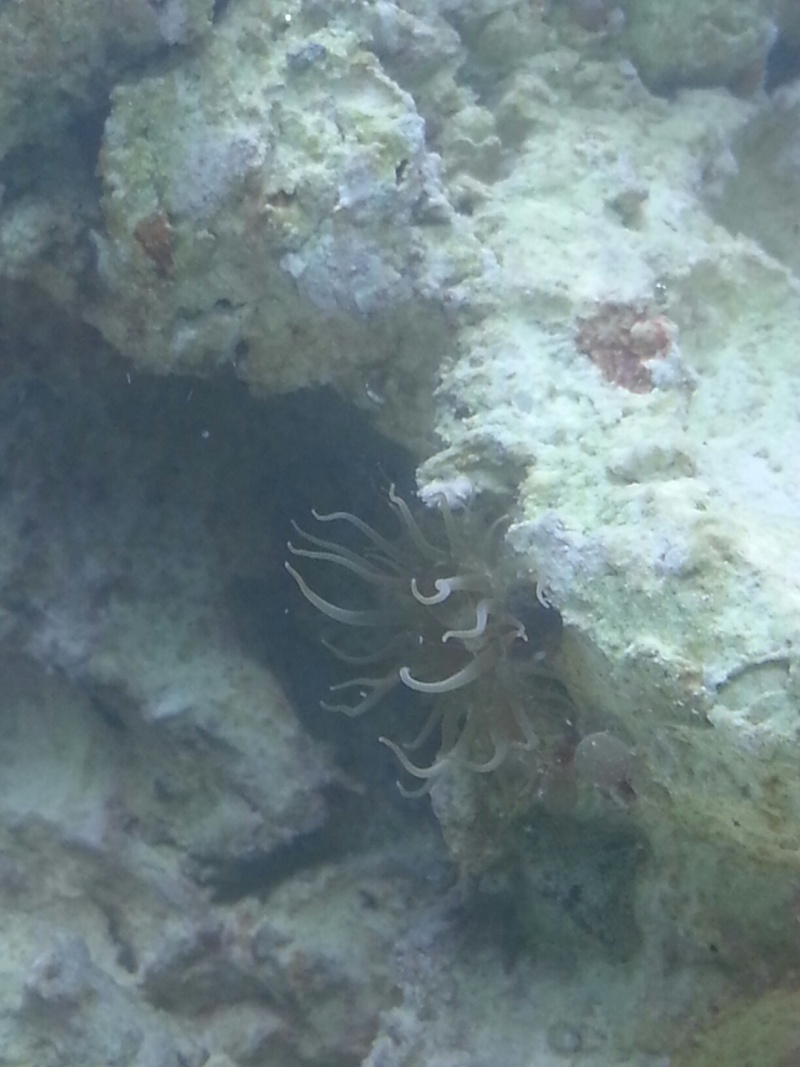 demarage d'un nano algue corail ? 20131011