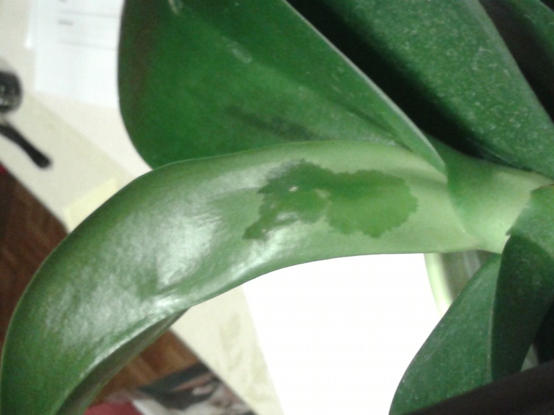Problem mit einer Phalaenopsis Phal11