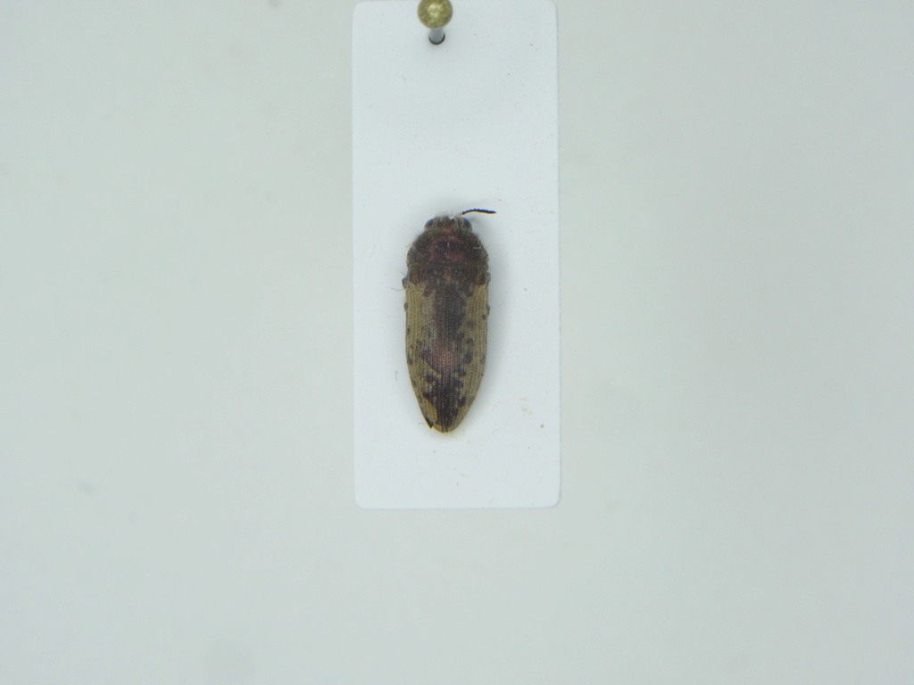 Acmaeodera pilosellae Dsc00513