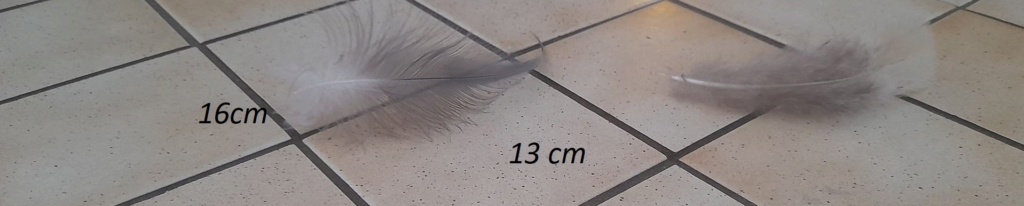 Identification plume M13