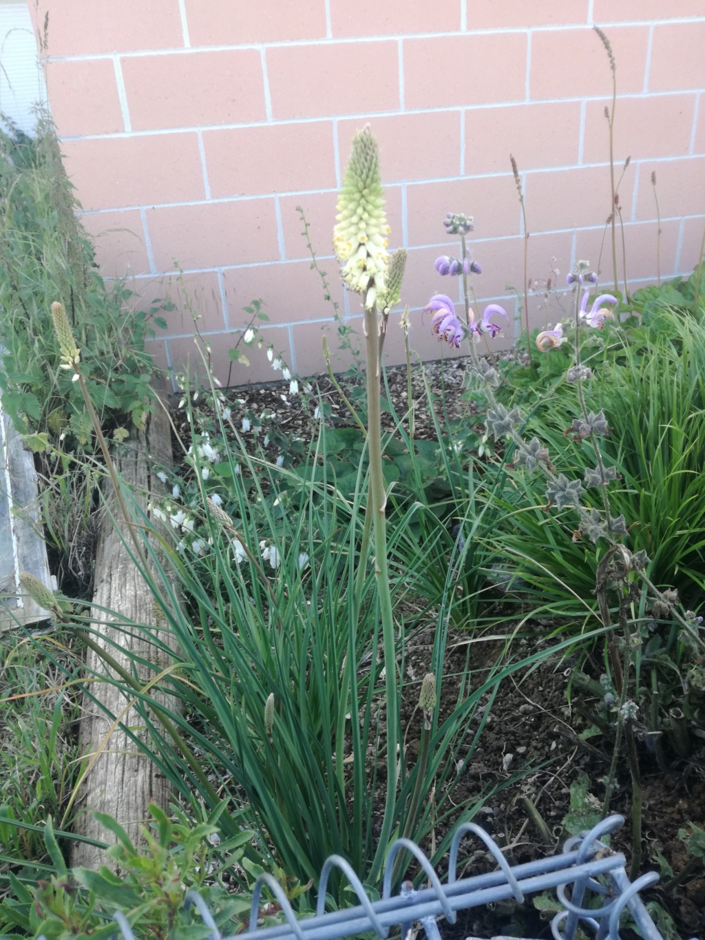 Kniphofia buchananii Img_2085