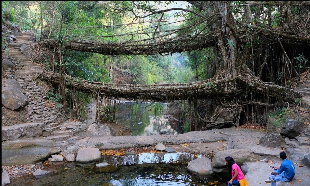 Adieu béton : en Inde, on construit des ponts végétaux 2119