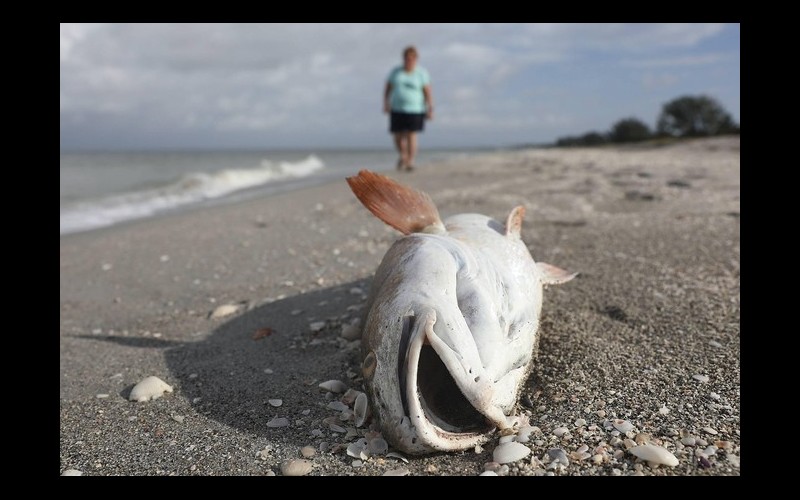 La marée rouge de Floride peut-elle arriver en France ? 339