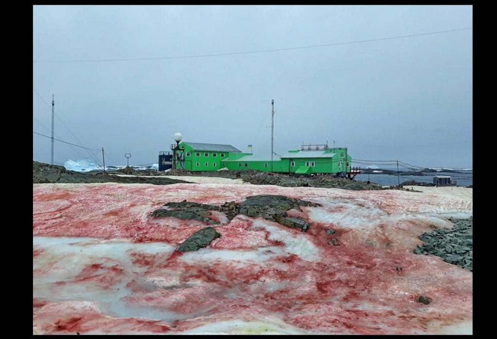 Une algue rouge dévore les glaciers de l’Antarctique Descha73