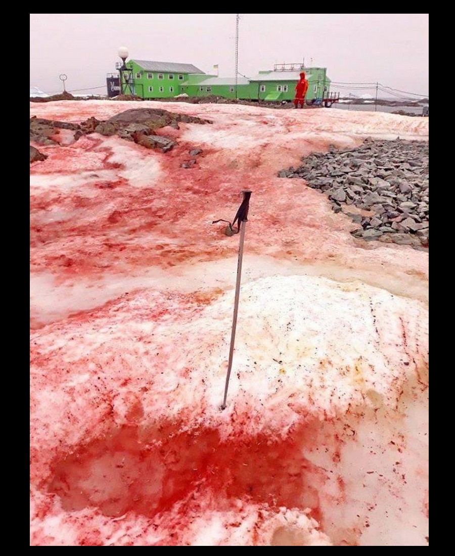 Une algue rouge dévore les glaciers de l’Antarctique Descha75