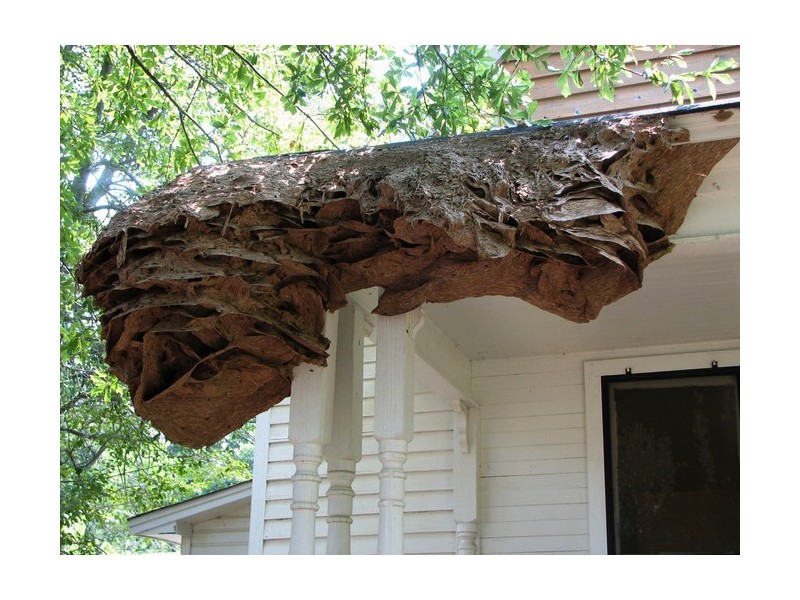 Des nids de guêpes géants prolifèrent en Alabama Sans2354