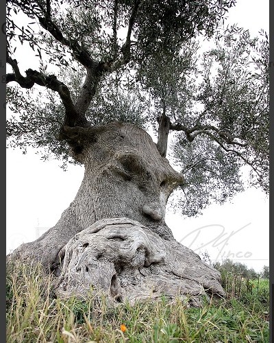 L'arbre pensant (Pouilles, Italie) Sans2676