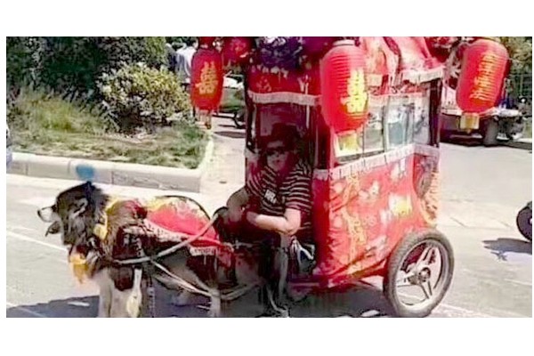Chine : La nouvelle et triste mode des chiens-taxis Sans2853
