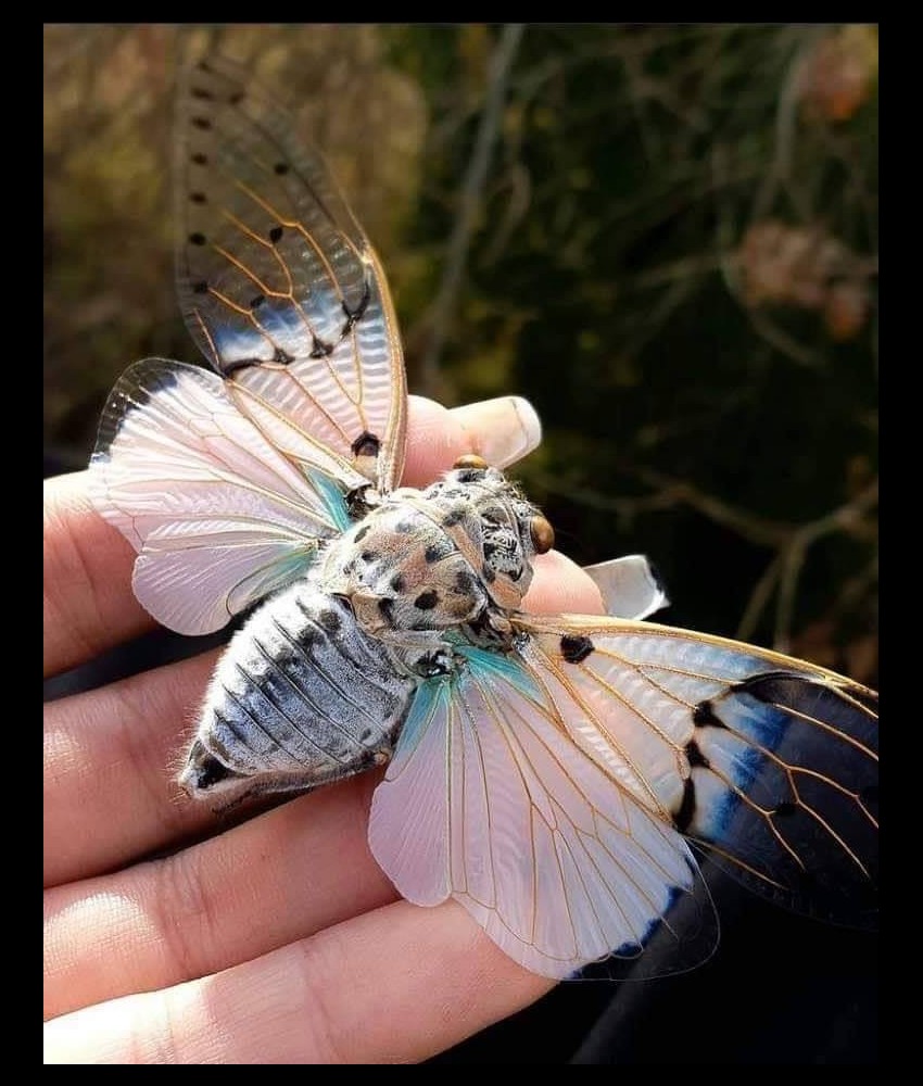 UN  SUJET GENERAL  LES PAPILLONS  Sans5144