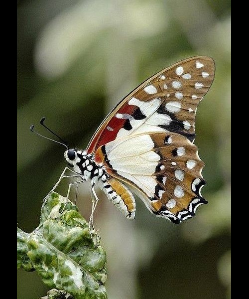 UN  SUJET GENERAL  LES PAPILLONS  Sans5441