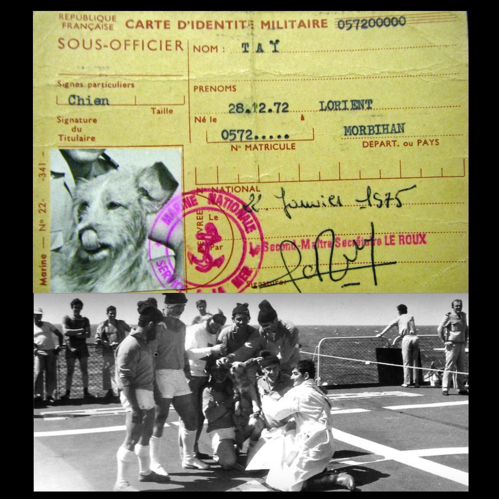 Taï, le chien officier-marinier de la Marine Nationale, qui possédait sa propre carte militaire Sans5696