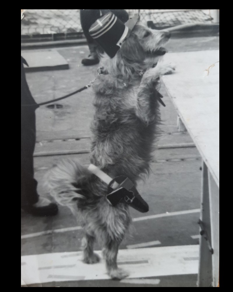 Taï, le chien officier-marinier de la Marine Nationale, qui possédait sa propre carte militaire Sans5697