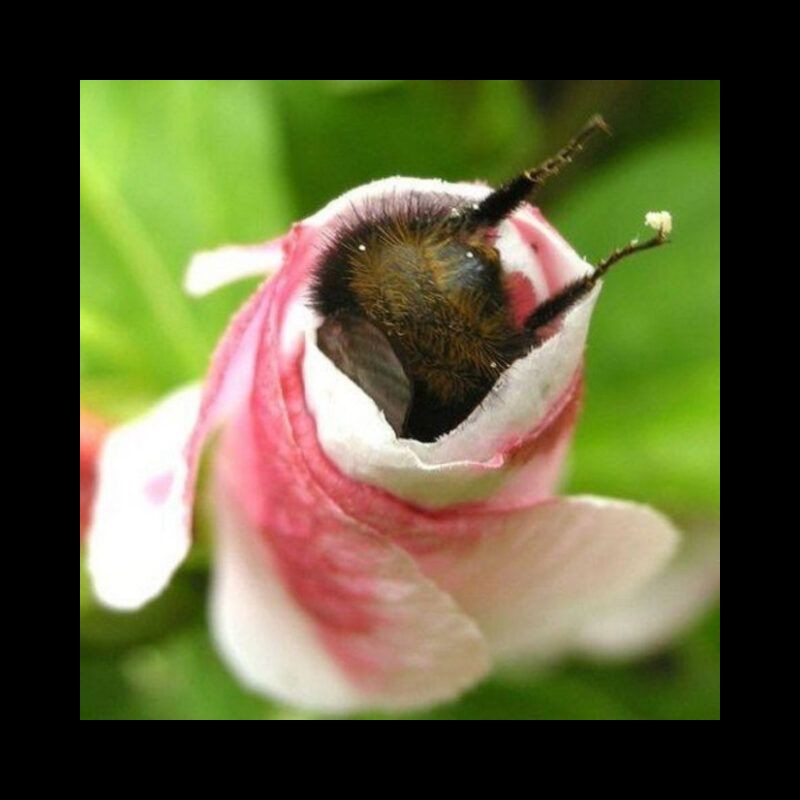 Les bourdons fatigués s’endorment à l’intérieur de fleurs avec du pollen sur leurs petits derrières  Sans5712