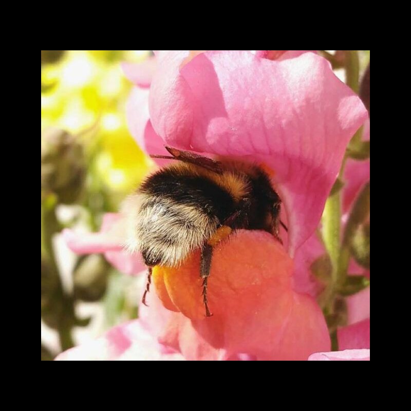 Les bourdons fatigués s’endorment à l’intérieur de fleurs avec du pollen sur leurs petits derrières  Sans5716