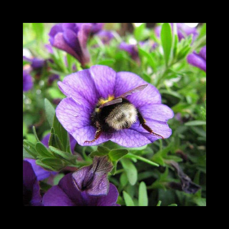 Les bourdons fatigués s’endorment à l’intérieur de fleurs avec du pollen sur leurs petits derrières  Sans5718