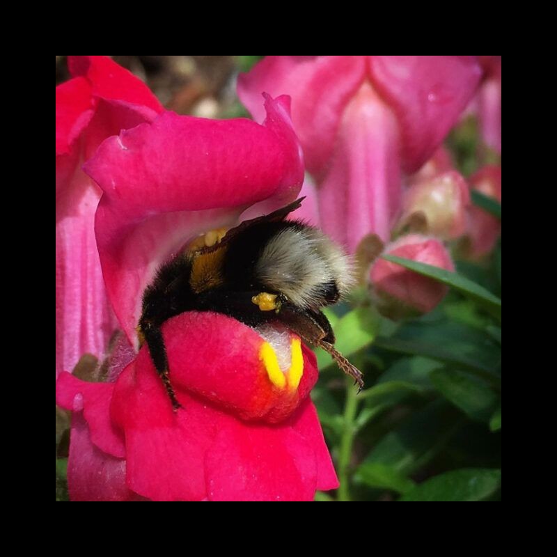 Les bourdons fatigués s’endorment à l’intérieur de fleurs avec du pollen sur leurs petits derrières  Sans5720