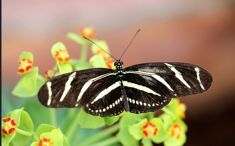 LES PAPILLONS 1 Sans5747