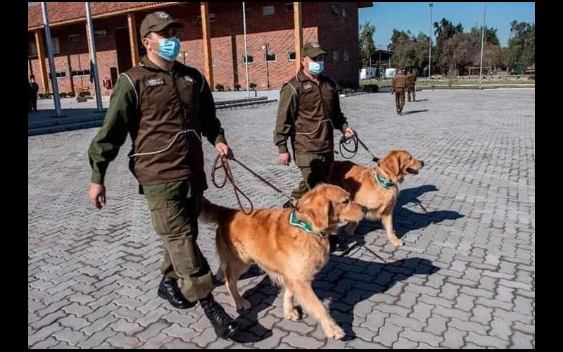 CHILI : Des chiens dressés pour repérer les malades Covid-19 Sans5924